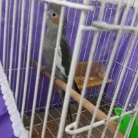 عروس هلندی