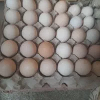 تخم مرغ محلی تازه