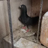 همگی ماده کلاغ۴۰۰هفترنگ۱۰۰۰۰۰۰ابگول کله هم۸۰۰۰۰۰