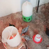جوجه گلین باکیفیت