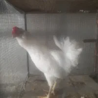 فروش خروس گلین ۵ماه الا۶ماه داره