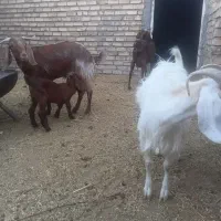 ۳راس بز جوان با بزغاله