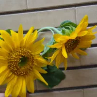 گل طبیعی