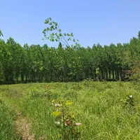 زمین باغی قیمت مناسب