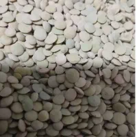 عدس کوهین