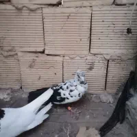 کفتر صید
