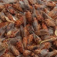 جیرجیرک|خوردنی و آشامیدنی|سیرجان, |دیوار