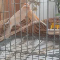 جفت قناری برفکی درشت