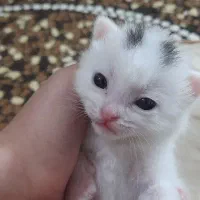 واگذاری گربه