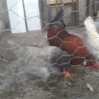 مرغ تخم گذار