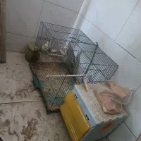 عروس هلندی