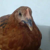 مرغ