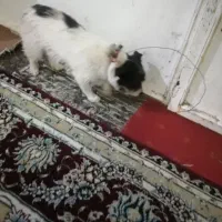 سگ پاه کوتاه سایز ریز   مخصوص نگهبانی  10ماهه نر