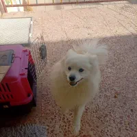 پامر روباهی نر ۱ ساله
