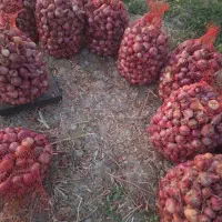 پیاز قرمز تولکی رامهرمز