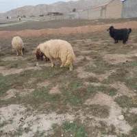 تعداد ۵۵راس گوسفند داشتی