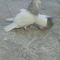 یک جفت کله ابر زیبا