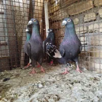 چهار تا کفتر نر قلدور