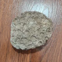 فسیل مرجان