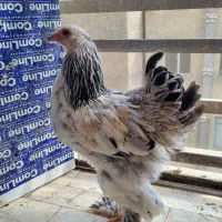 نیمچه برهما و بلک استار