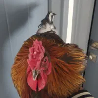 خروس چهل تاج + کبوتر پرشی