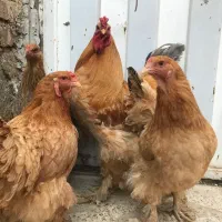تخم نطفه دار برهما