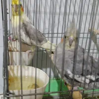 دوعددعروس هلندی
