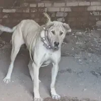 ماده پژدر