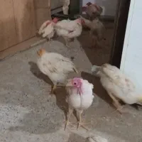 تعدادی جوجه رنگی و جوجه مرغ وخروس رسمی