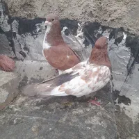 کبوتر نر