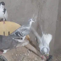 ماده قشنگ