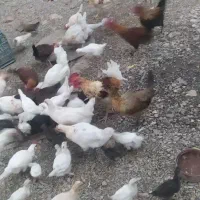 خروس باروک دونه 900درشت هستن محلی خالص