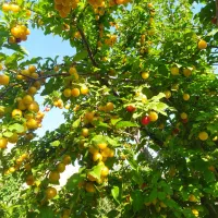 فروش-یک-قطعه-باغ-به-همراه-یک-واحد-مسکونی-45-متری