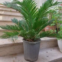 سیکاس