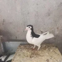 خال وساده کاکلی