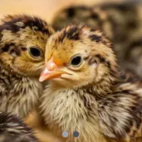 جوجه بلدرچین 10روزه سالم وسرحال