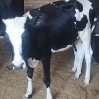 گوساله