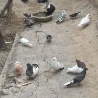 کبوتر