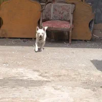 سگ نژاد پاکوتاه زیبا