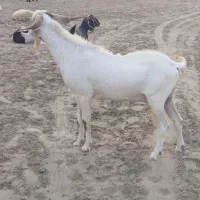 نرر گله