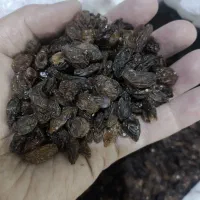 کشمش کاشمر درگز و خرما عمده مستقیم از تولیدکننده|عمده‌فروشی|مشهد, شهرک بهارستان|دیوار