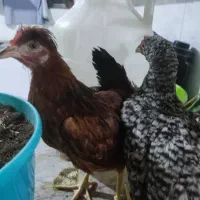 مرغ و خروس