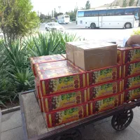 کشمش بیدانه آفتابی+تیزابی پلویی+سایه خشک+آبگیری