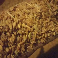 گندم دو تن