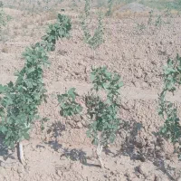 باغ-پسته-6ساله-نیمی-پیوند-خورده
