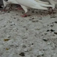 طوقی هفت رنگ ماده کله سیاه نر
