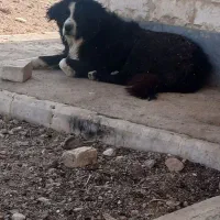 سگ گله