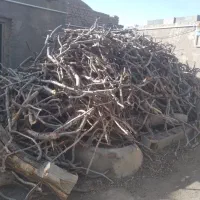 کنده پسته قلم ۳.۴تن