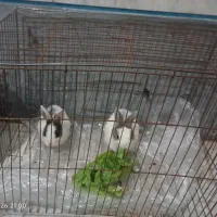 خرگوش|موش و خرگوش|قزوین, |دیوار