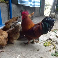 حیوانات